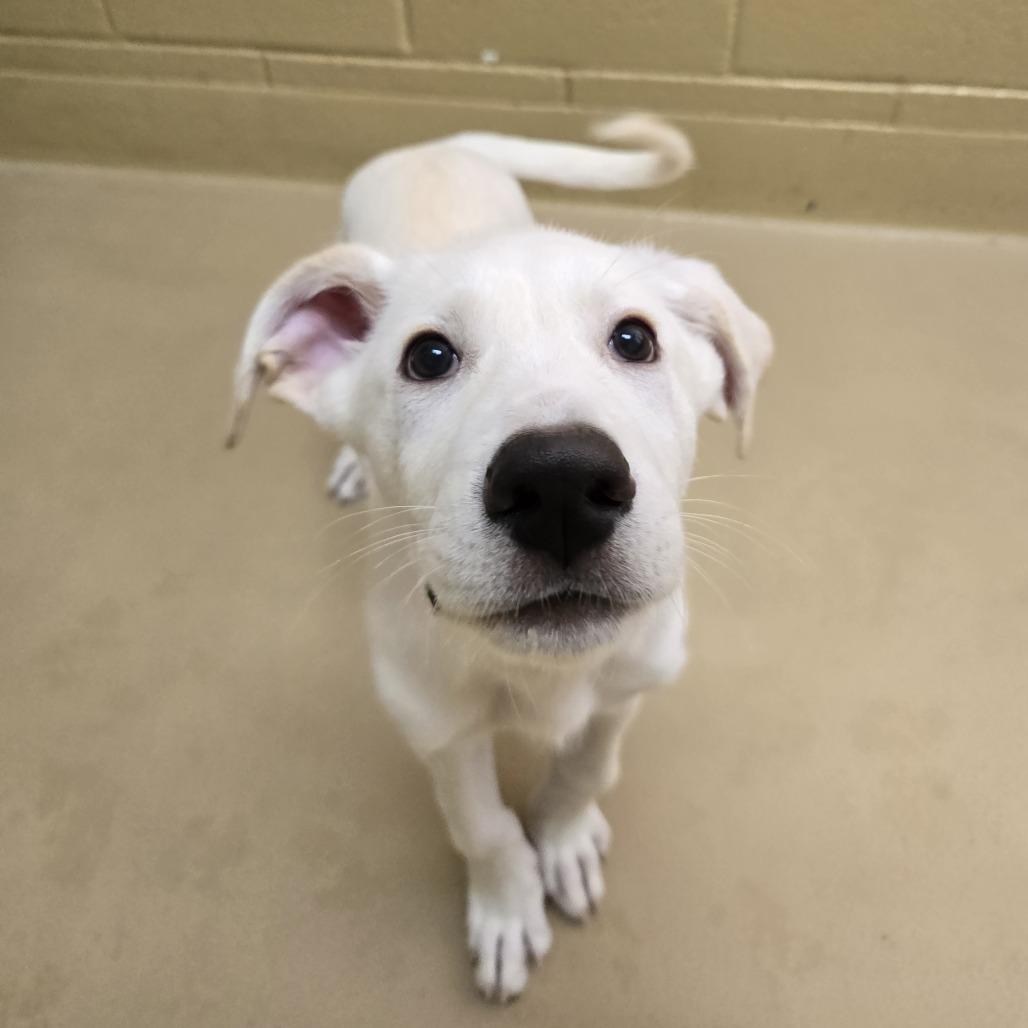 Enlarge Bubbers, a Adoptable mixed breed in Incline Village, NV image 2/6