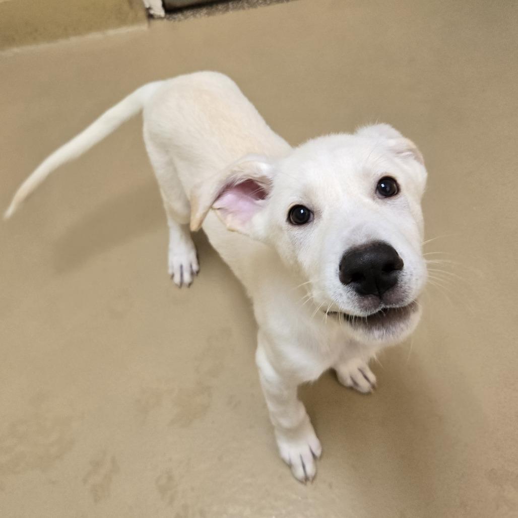 Enlarge Bubbers, a Adoptable mixed breed in Incline Village, NV image 3/6