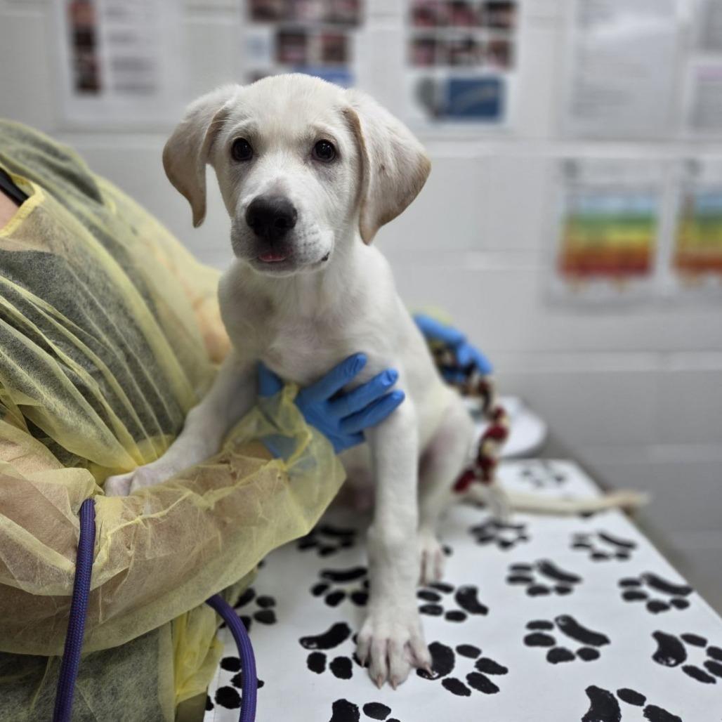 Enlarge Bubbers, a Adoptable mixed breed in Incline Village, NV image 4/6