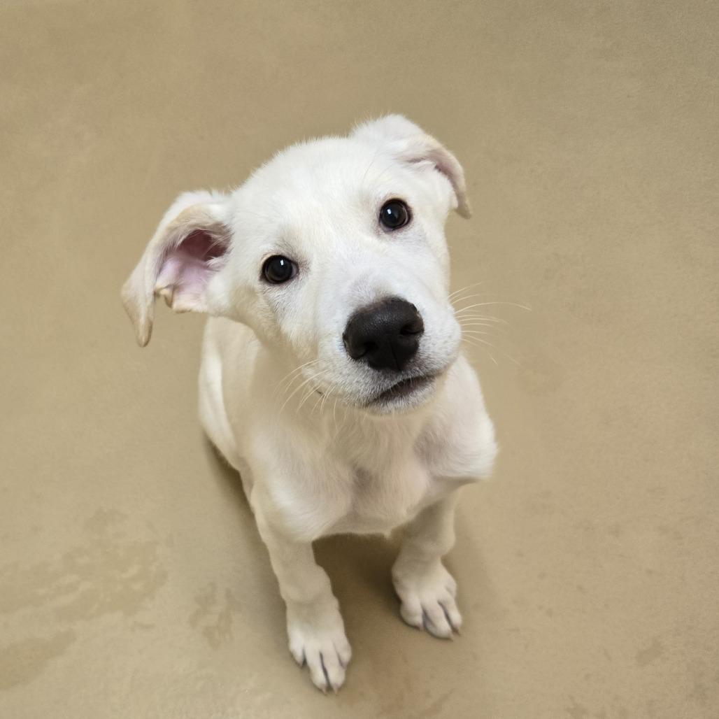 Enlarge Bubbers, a Adoptable mixed breed in Incline Village, NV image 5/6