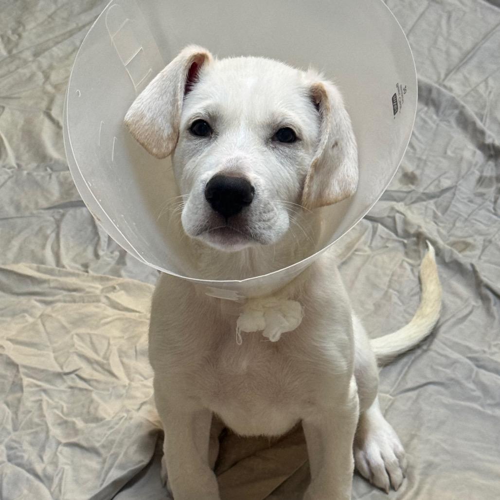 Enlarge Bubbers, a Adoptable mixed breed in Incline Village, NV image 6/6