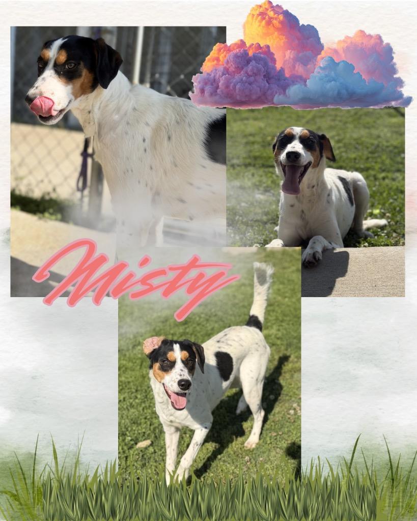 Misty, Adoptable, Young Female Hound.