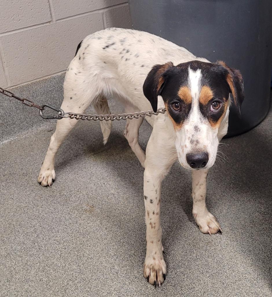 Misty, Adoptable, Young Female Hound.