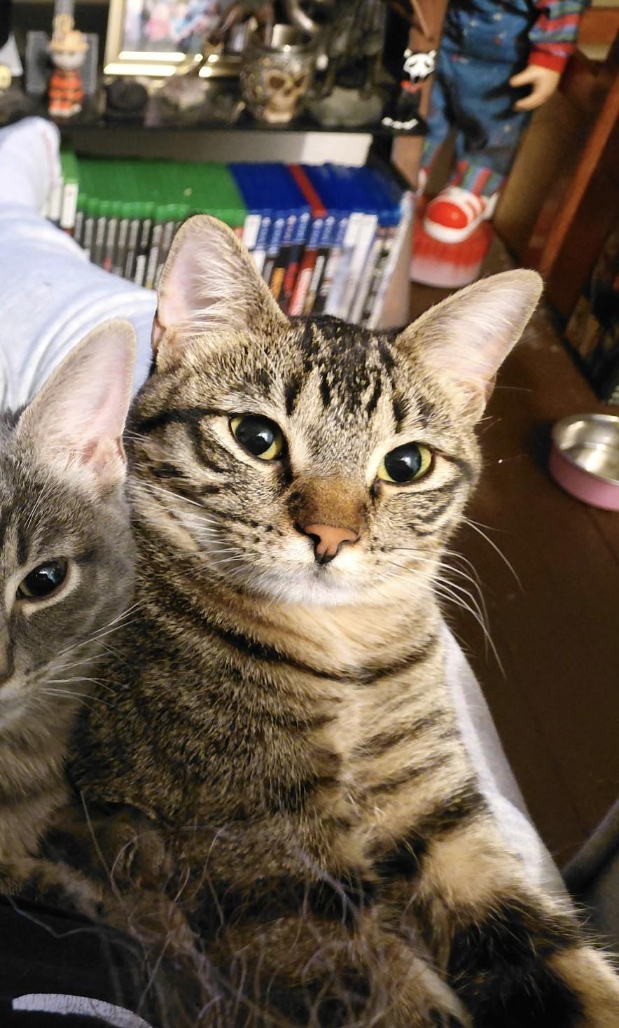 Plum (Jess-Fostered in New England), Adoptable, Young Female Munchkin & Tabby.