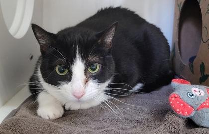 Ellie, Adoptable, Adult Female Domestic Short Hair.