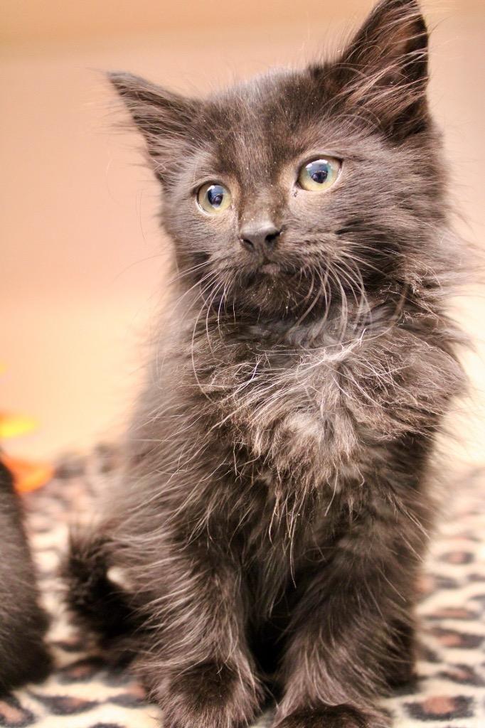 Dior, Adoptable, Kitten Female Domestic Short Hair.