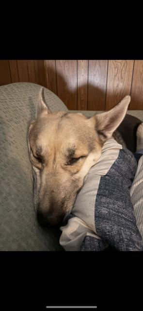 Zeus, a Adoptable mixed breed in Alma, WI image 2/6