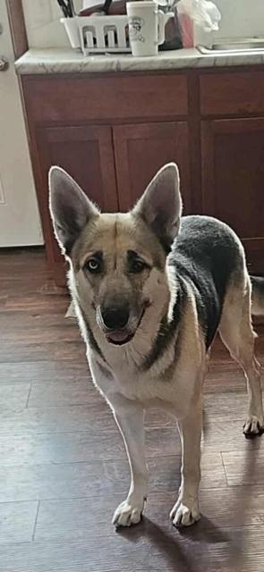 Zeus, a Adoptable mixed breed in Alma, WI image 3/6