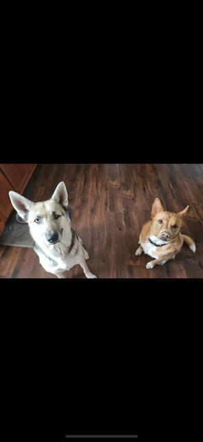 Zeus, a Adoptable mixed breed in Alma, WI image 5/6