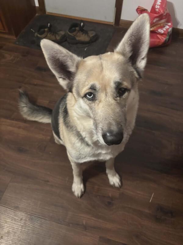 Zeus, a Adoptable mixed breed in Alma, WI image 6/6