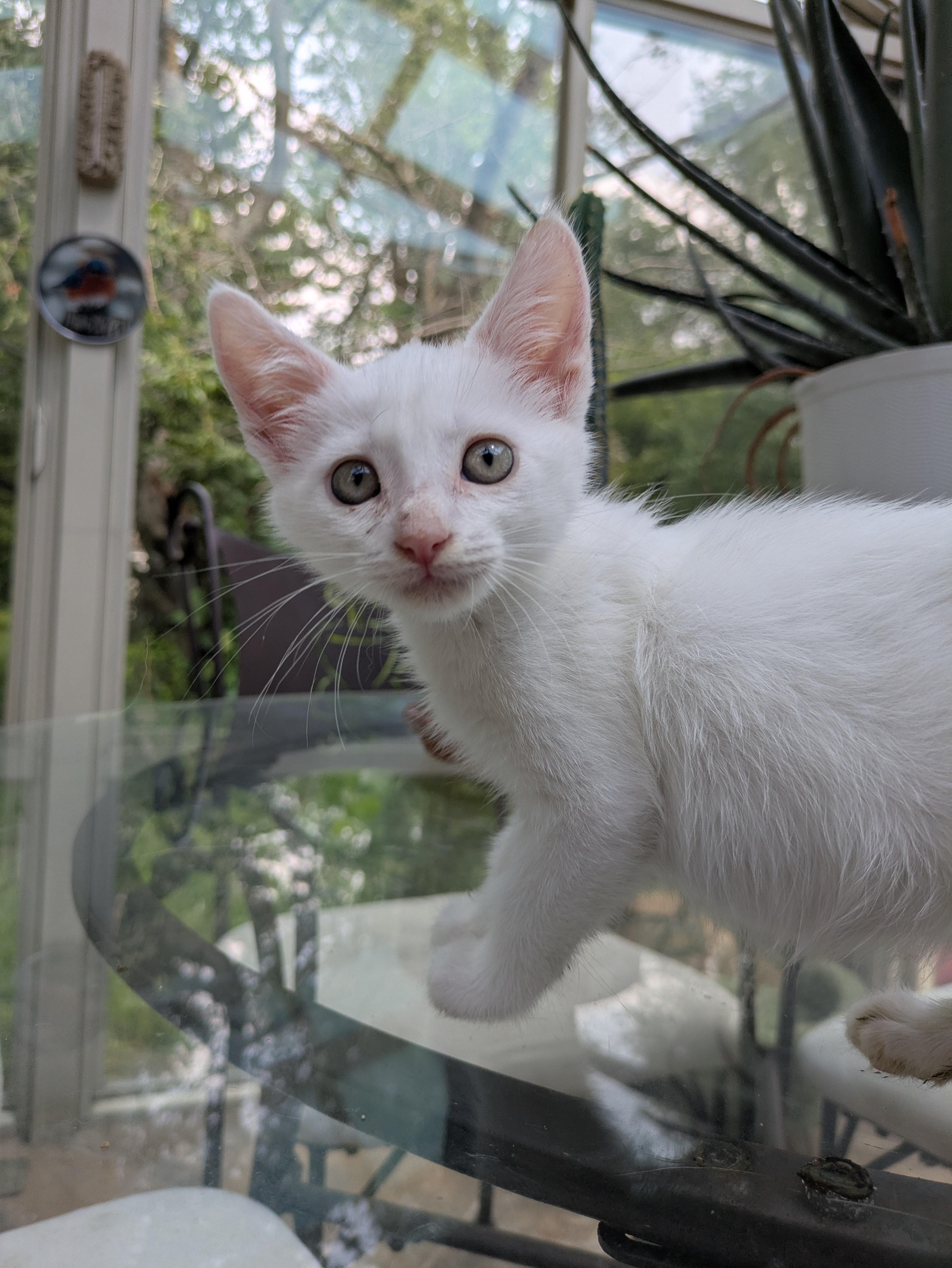 Enlarge Hubble (loves dogs), a ADOPTABLE Domestic Short Hair in Haddon Heights, NJ image 2/4