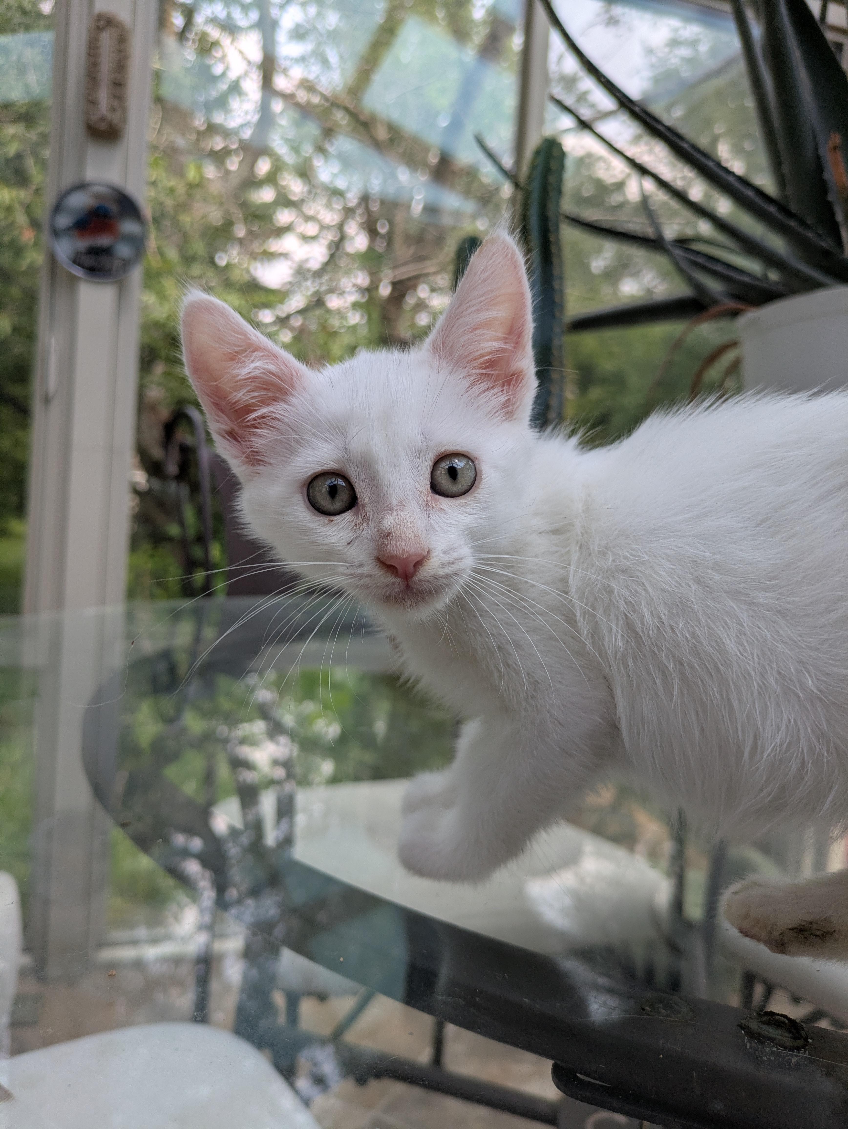 Enlarge Hubble (loves dogs), a ADOPTABLE Domestic Short Hair in Haddon Heights, NJ image 1/4