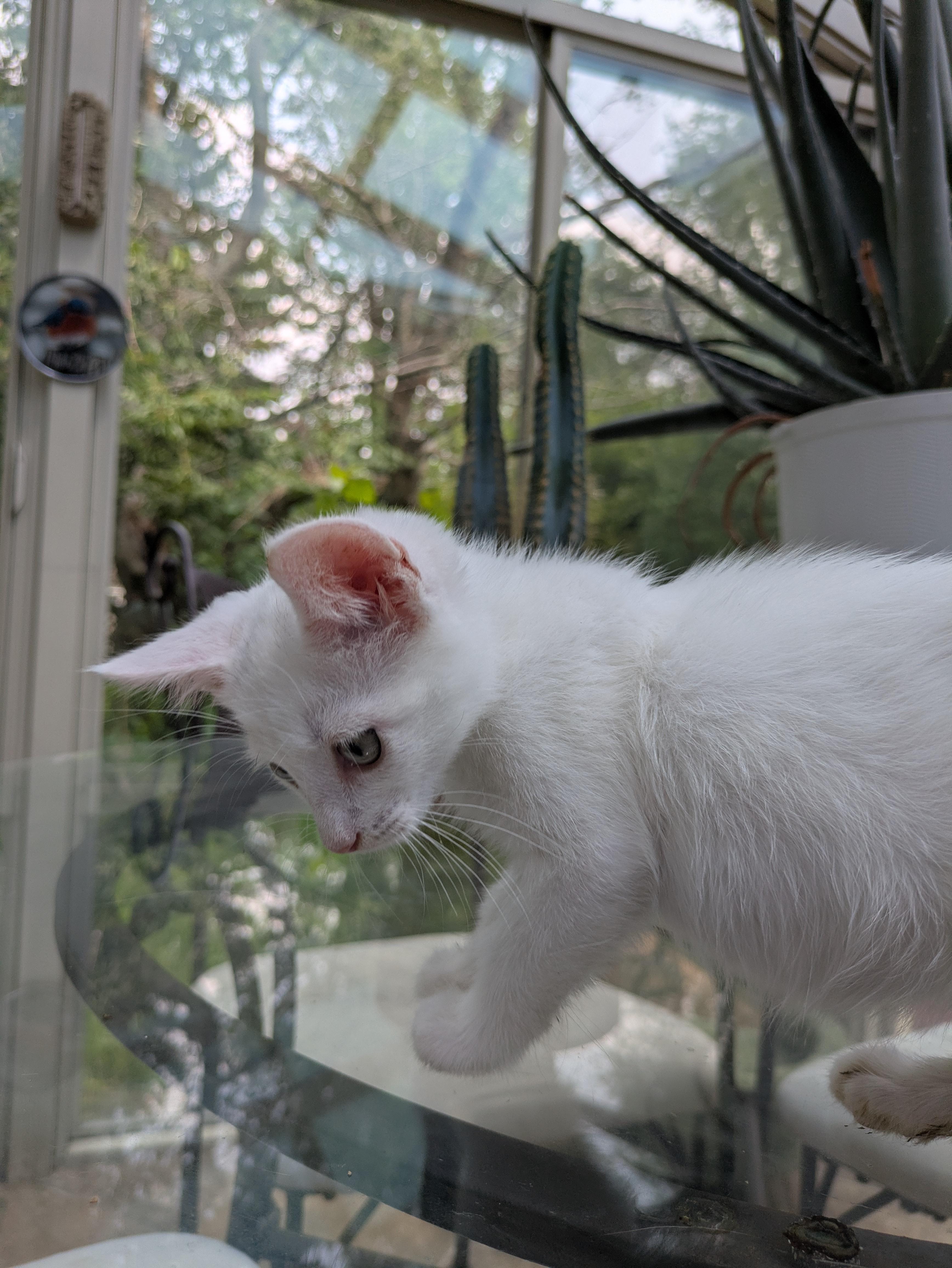 Enlarge Hubble (loves dogs), a ADOPTABLE Domestic Short Hair in Haddon Heights, NJ image 3/4