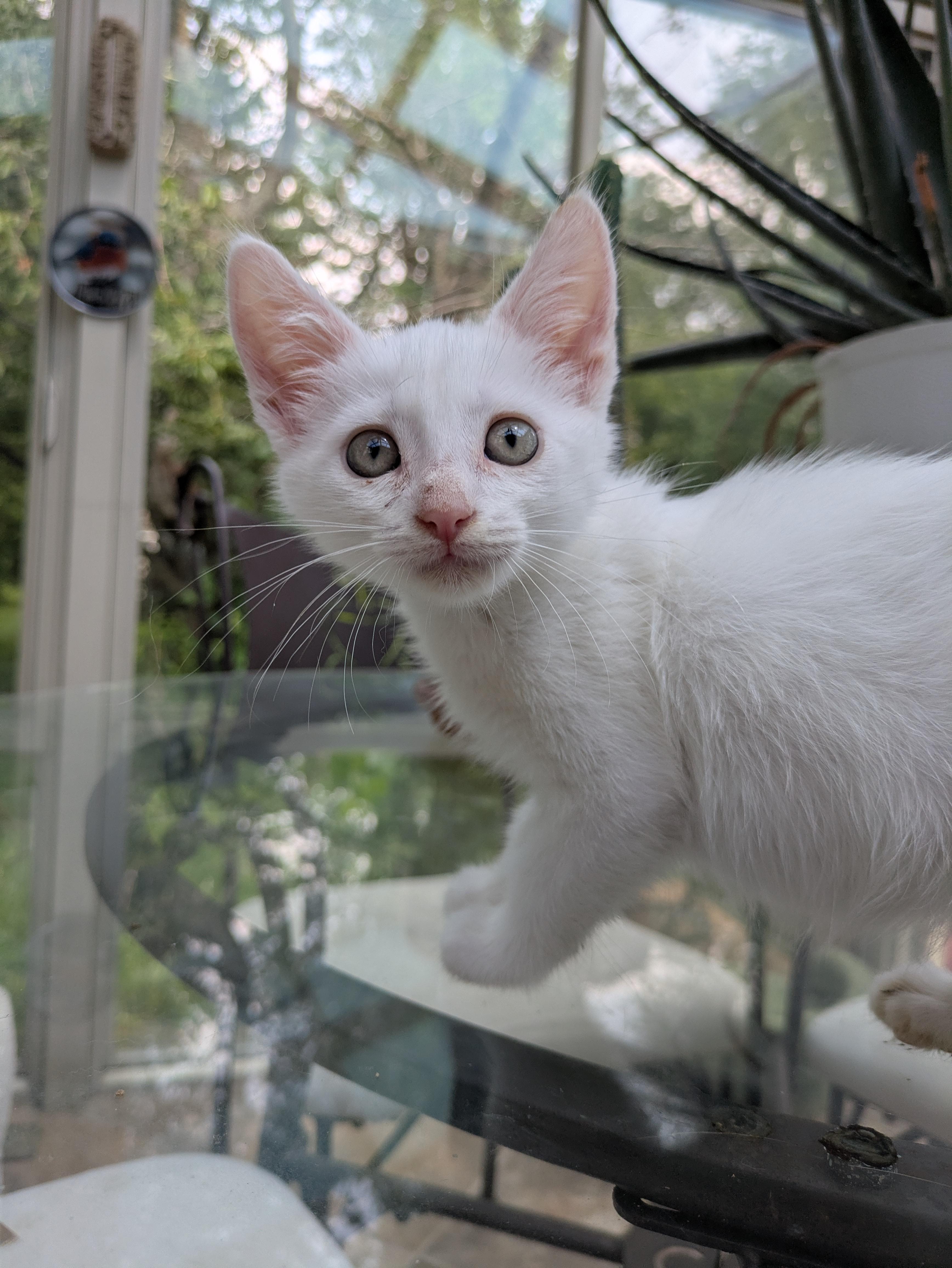 Enlarge Hubble (loves dogs), a ADOPTABLE Domestic Short Hair in Haddon Heights, NJ image 4/4