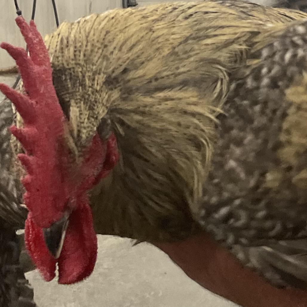 Enlarge Rooster 4, a Adoptable Chicken in St Joseph, MO image 1/1