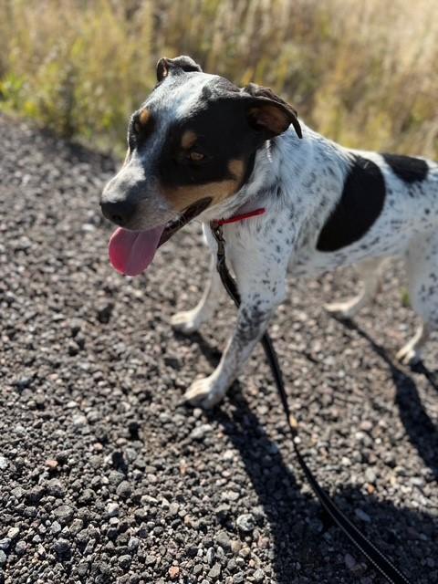 Joe, Adoptable, Young Male Australian Cattle Dog / Blue Heeler.