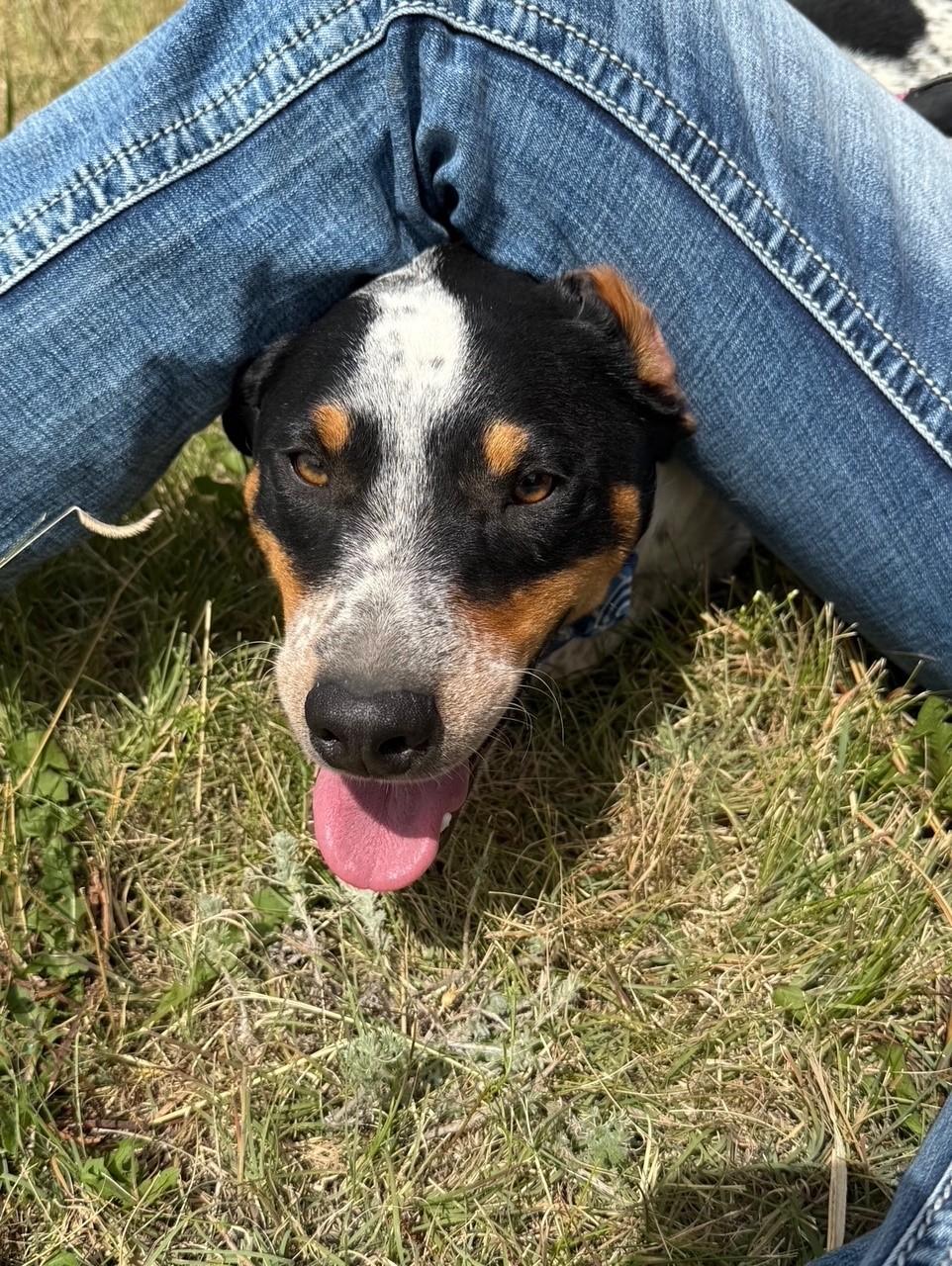 Joe, a Adoptable mixed breed in Kiowa, CO image 2/6