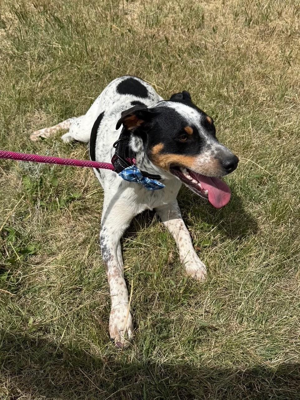 Joe, a Adoptable mixed breed in Kiowa, CO image 3/6