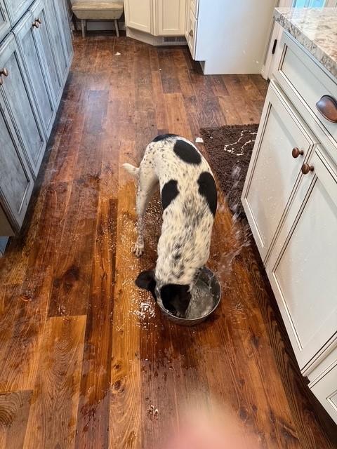 Joe, Adoptable, Young Male Australian Cattle Dog / Blue Heeler.