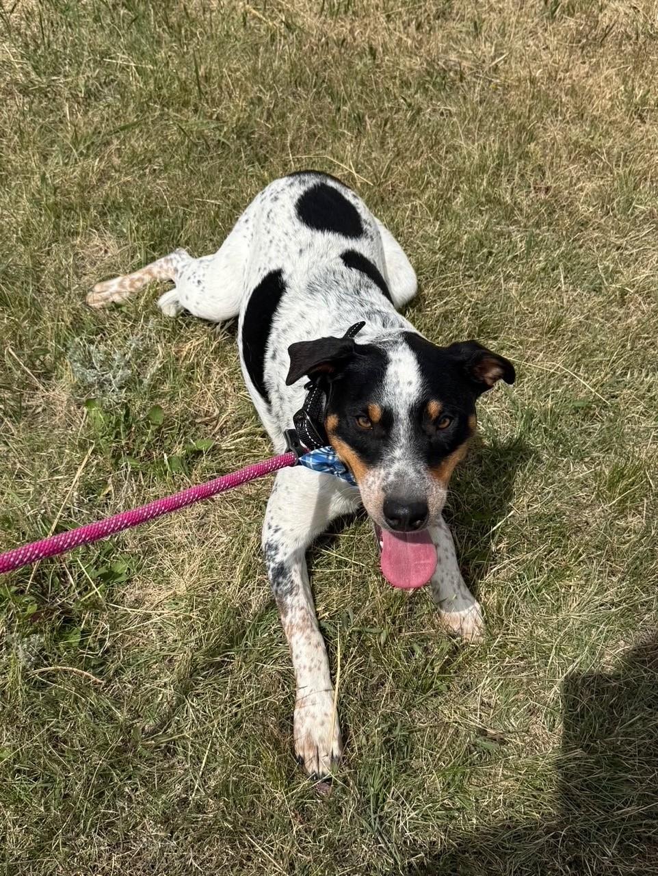 Joe, a Adoptable mixed breed in Kiowa, CO image 5/6