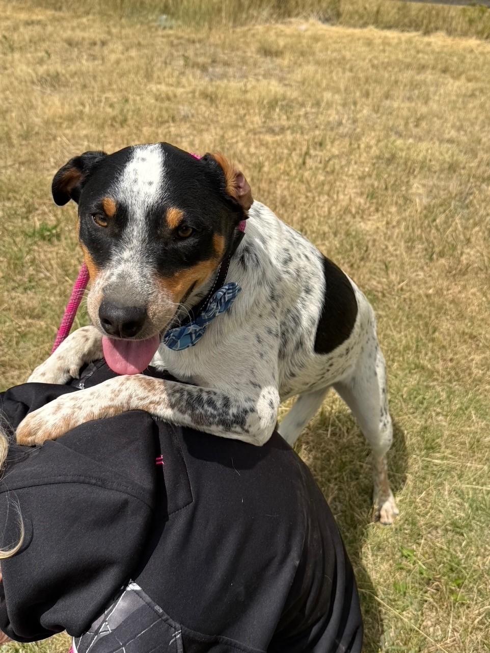 Joe, a Adoptable mixed breed in Kiowa, CO image 6/6