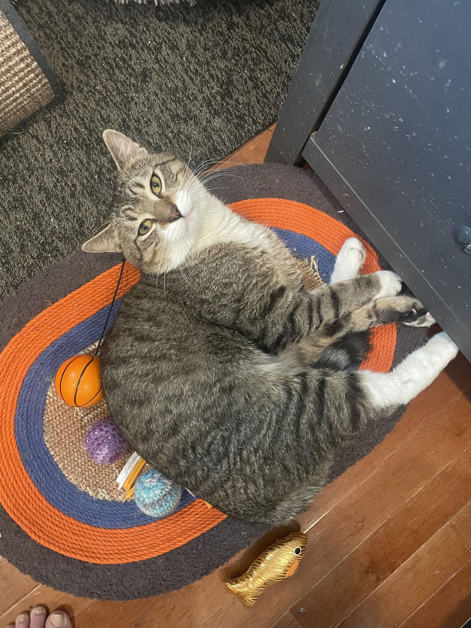 Charles, Adopted, Adult Male Domestic Short Hair.