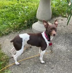 Brownie, Adult Male Rat Terrier