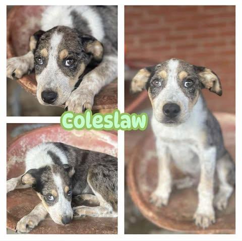 Coleslaw, Baby Male Labrador Retriever