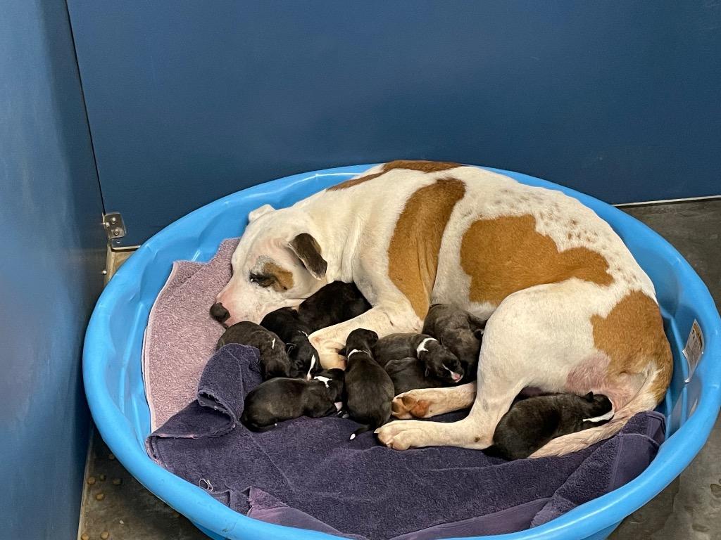 Catherine, Adoptable, Adult Female Mixed Breed.