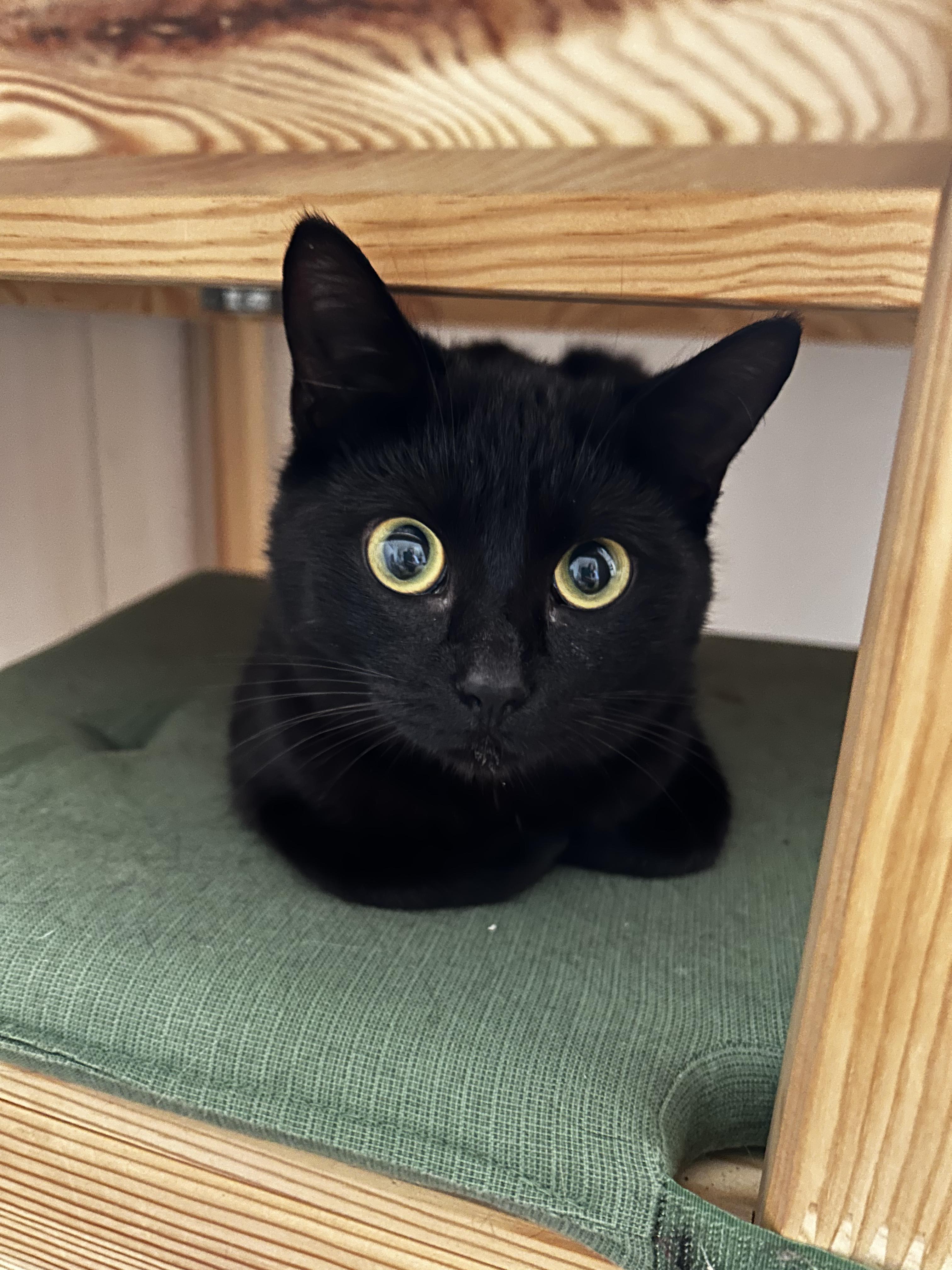 Sunny & Annie, Adopted, Young Female Domestic Short Hair.