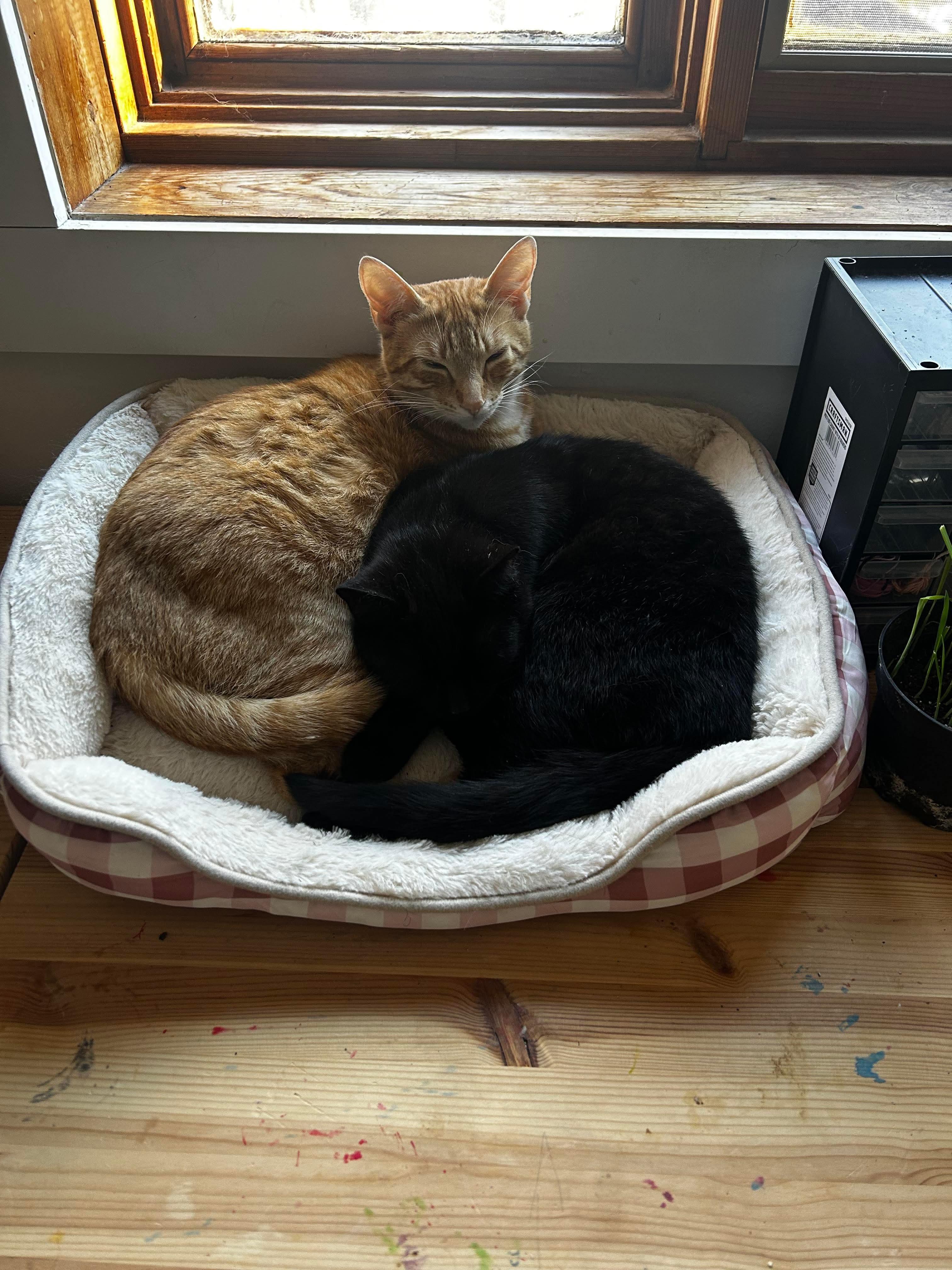 Sunny & Annie, a Adopted Domestic Short Hair in Wakefield, QC image 2/6
