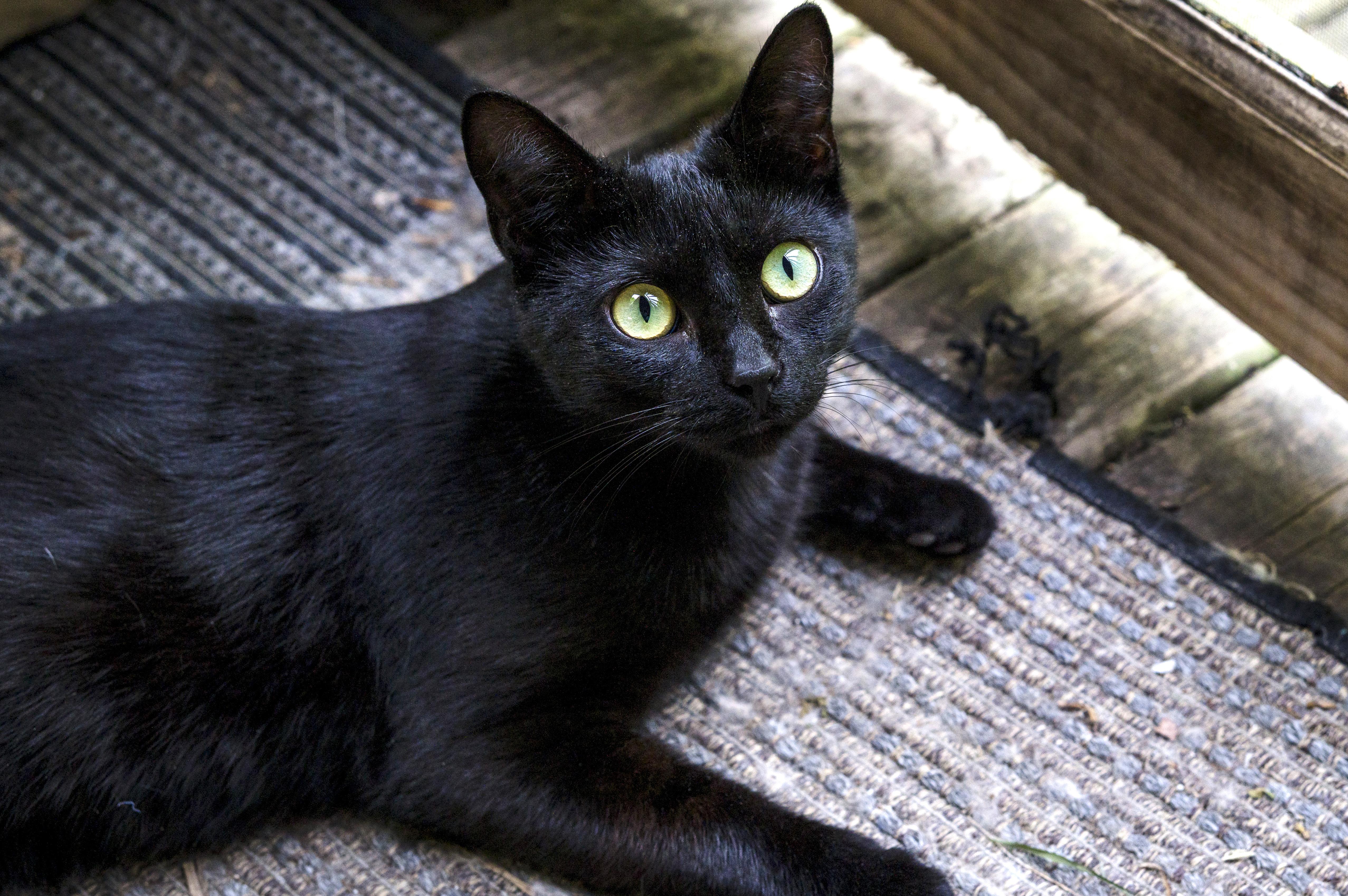 Sunny & Annie, a Adopted Domestic Short Hair in Wakefield, QC image 3/6