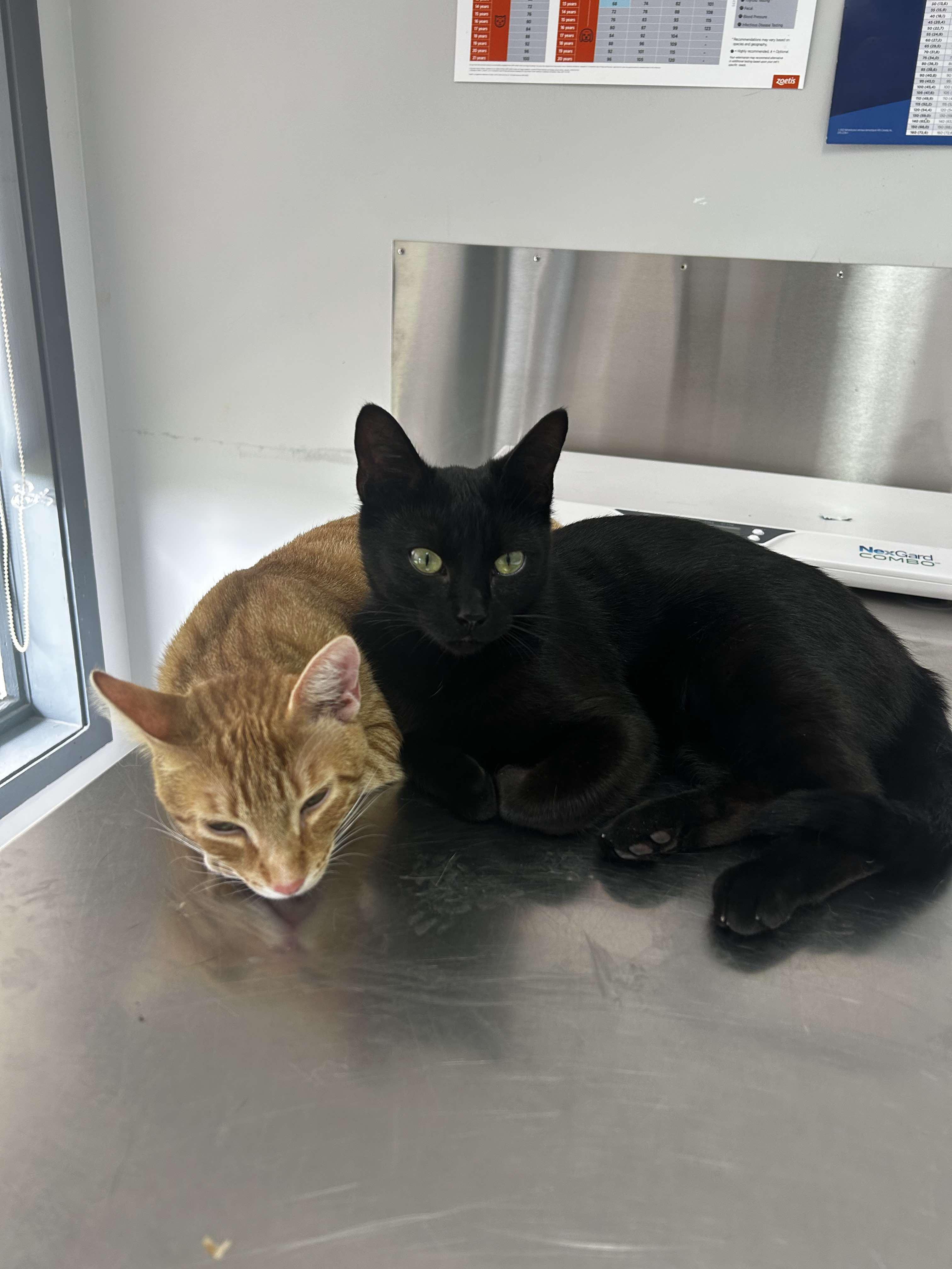 Sunny & Annie, a Adopted Domestic Short Hair in Wakefield, QC image 4/6