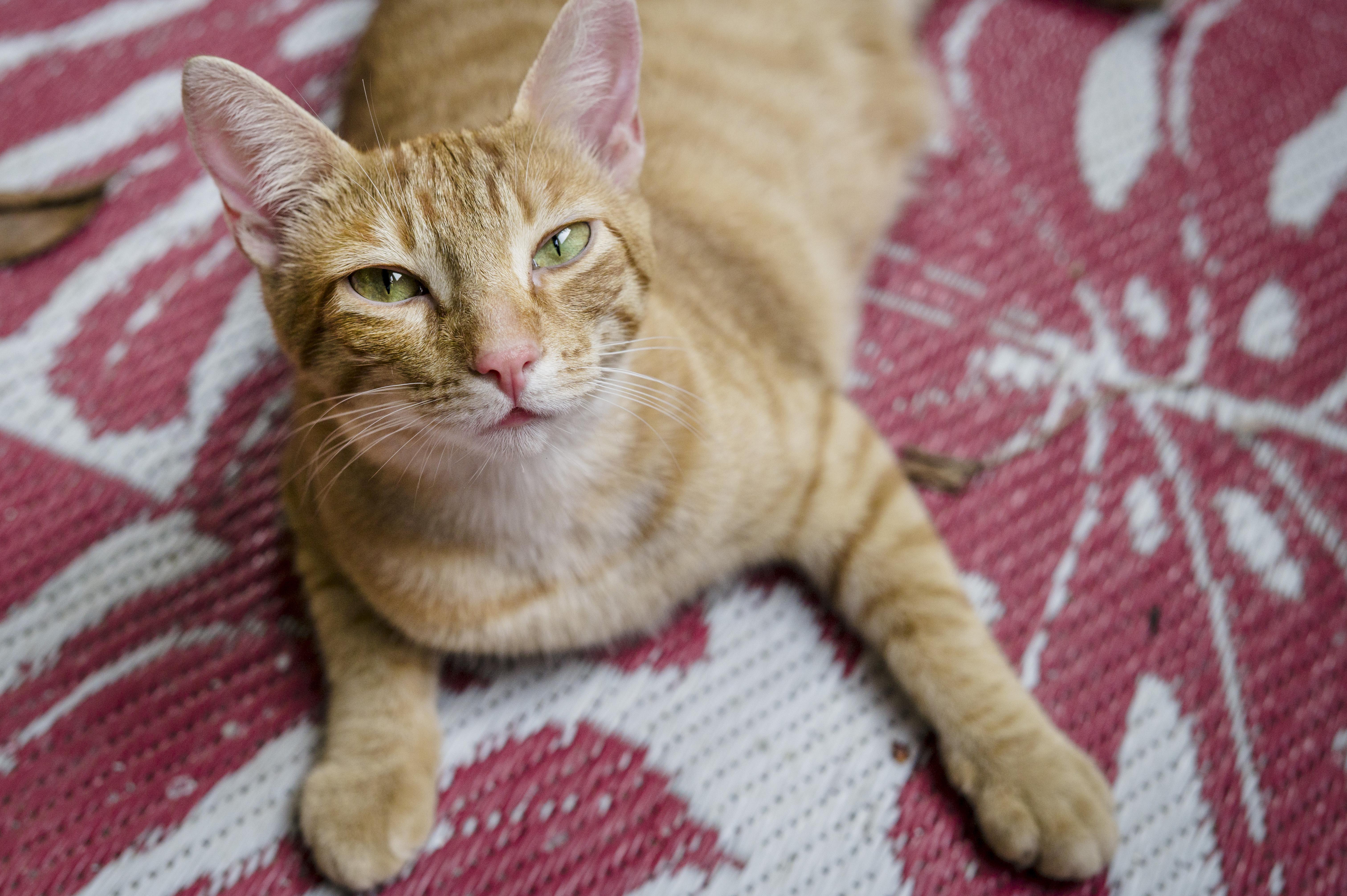 Sunny & Annie, a Adopted Domestic Short Hair in Wakefield, QC image 5/6