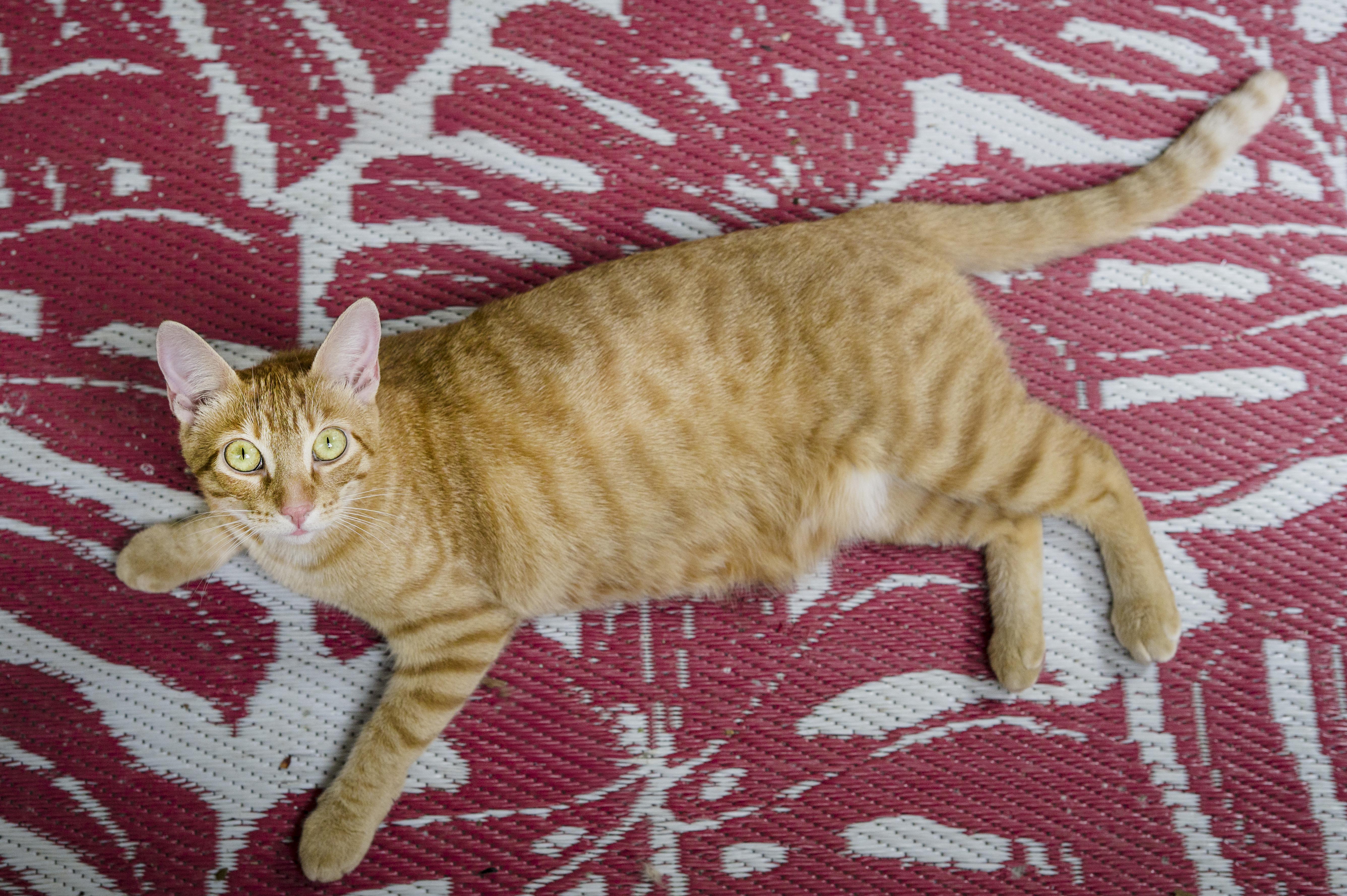 Sunny & Annie, a Adopted Domestic Short Hair in Wakefield, QC image 6/6