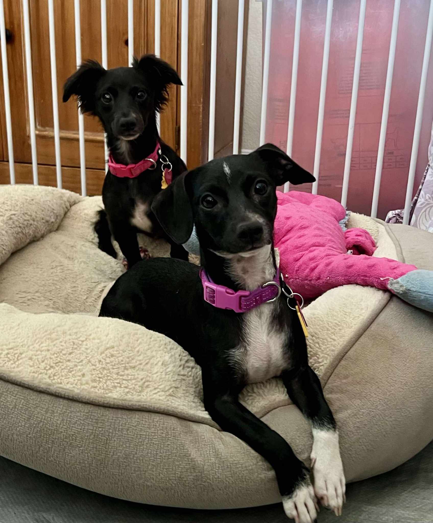 Lainey!, a Adoptable Chihuahua in Roseville, CA image 4/6