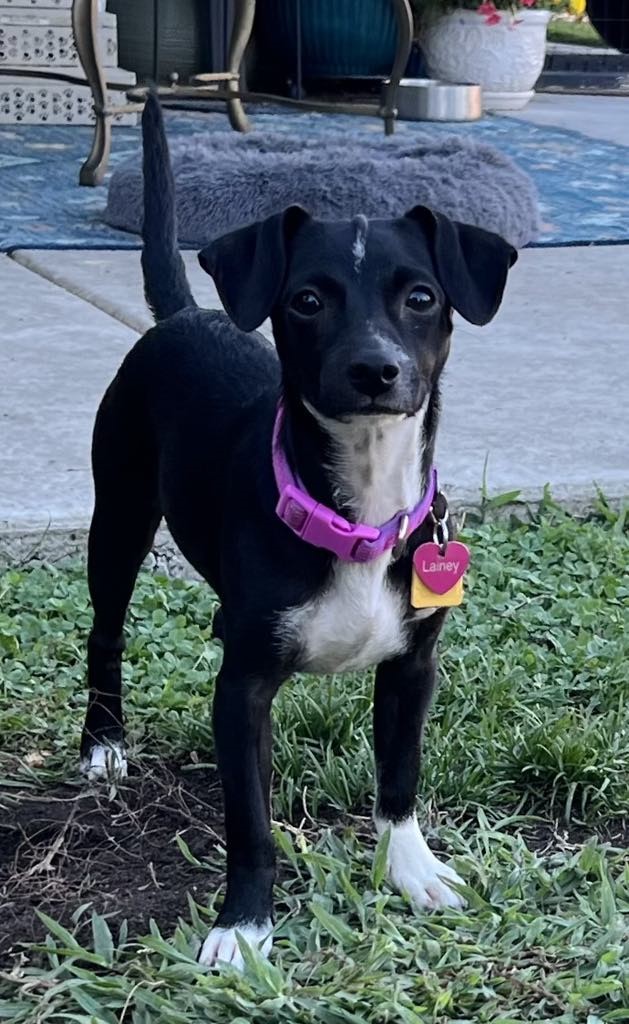 Lainey!, a Adoptable Chihuahua in Roseville, CA image 6/6