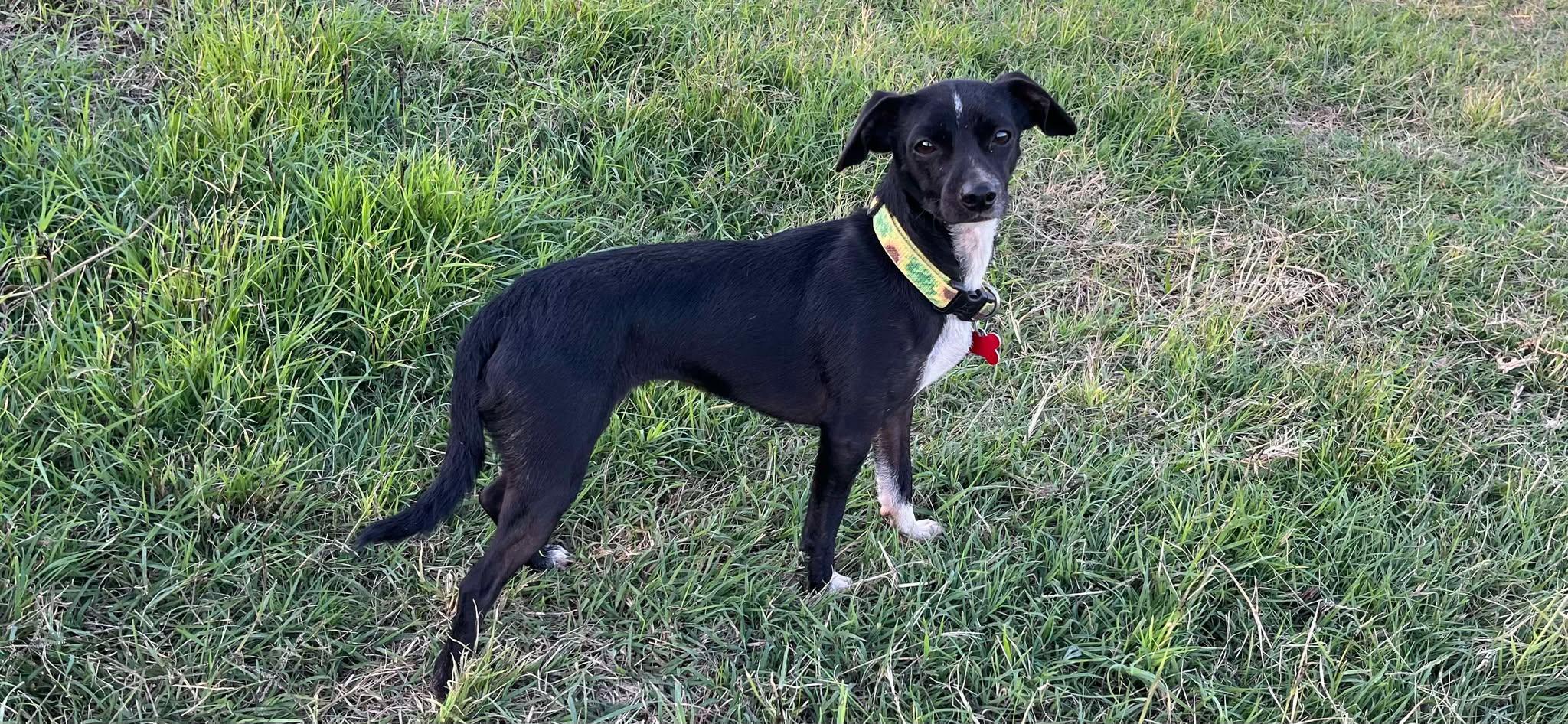 Lainey!, a Adoptable Chihuahua in Roseville, CA image 1/6
