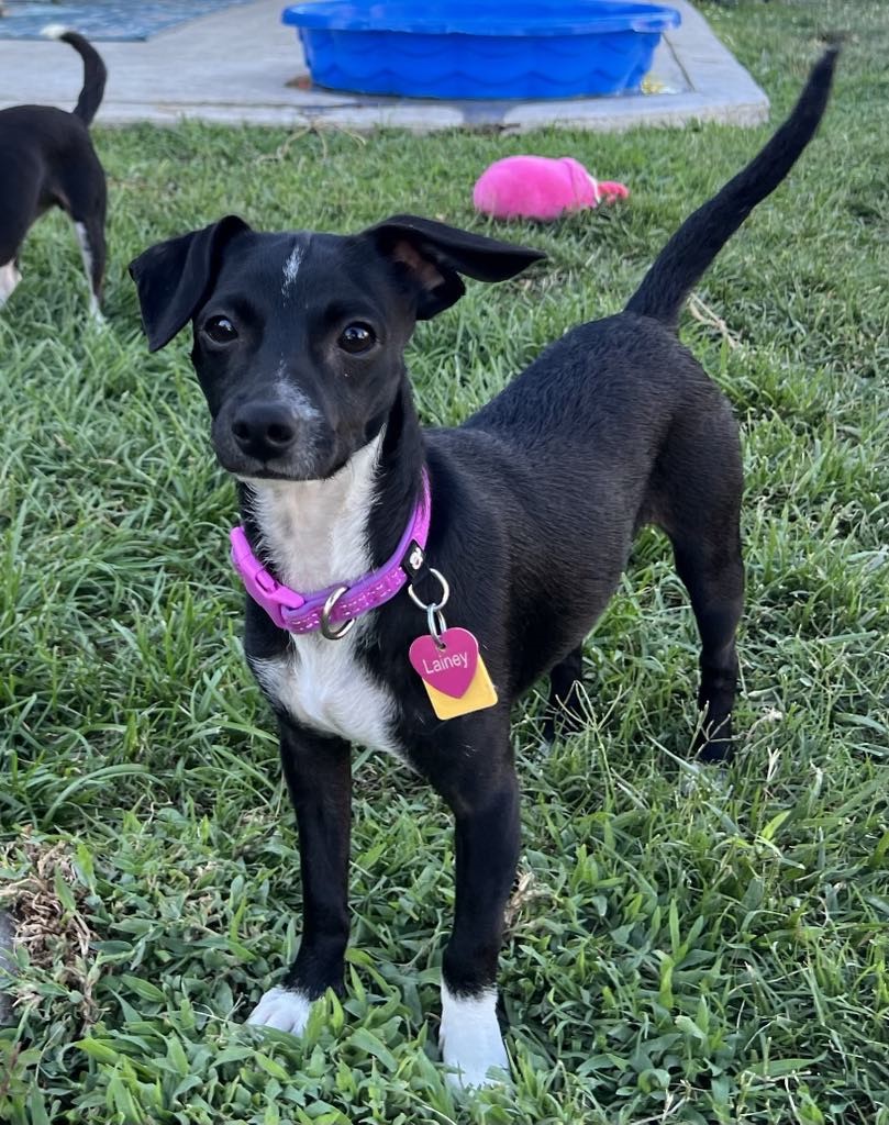 Lainey!, a Adoptable Chihuahua in Roseville, CA image 3/6