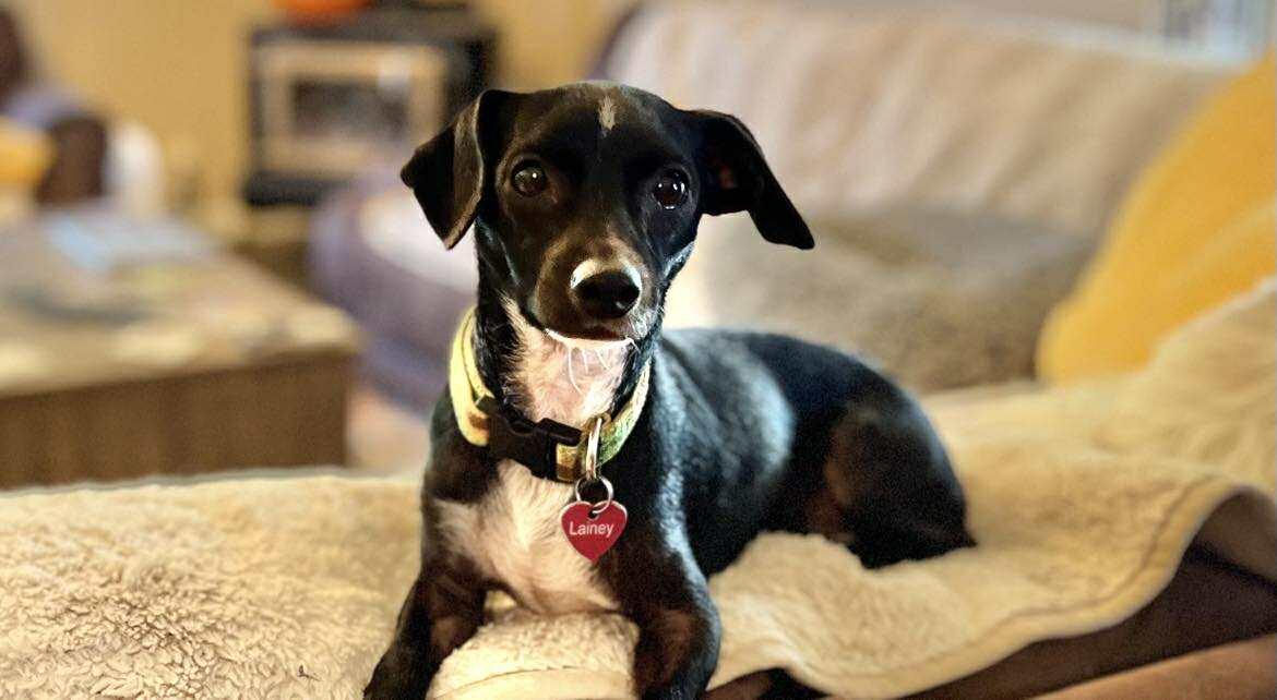 Lainey!, Adoptable, Young Female Chihuahua.