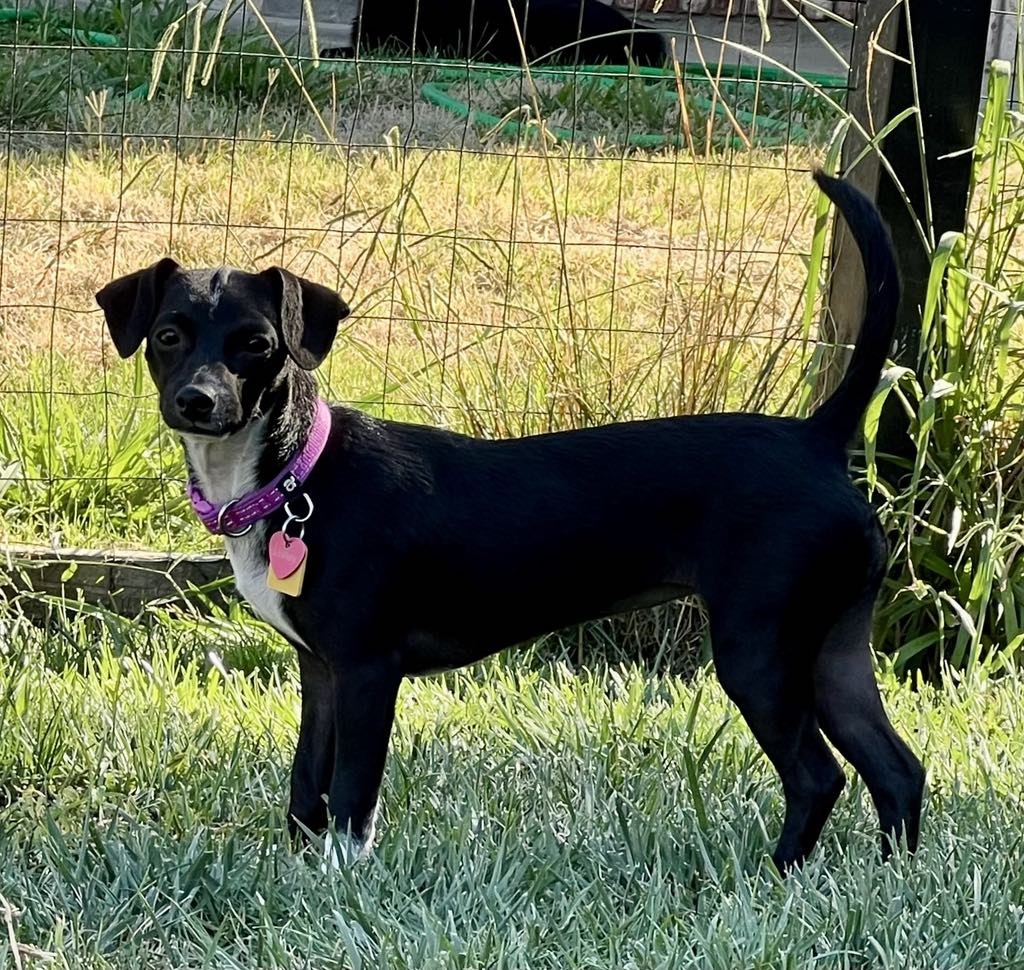 Lainey!, a Adoptable Chihuahua in Roseville, CA image 5/6
