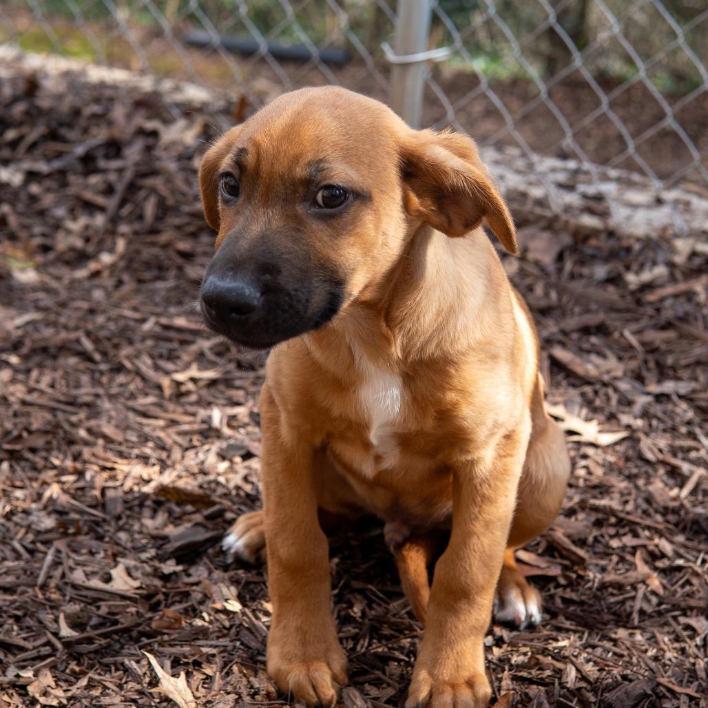 Donner, Adoptable, Puppy Male Mixed Breed.