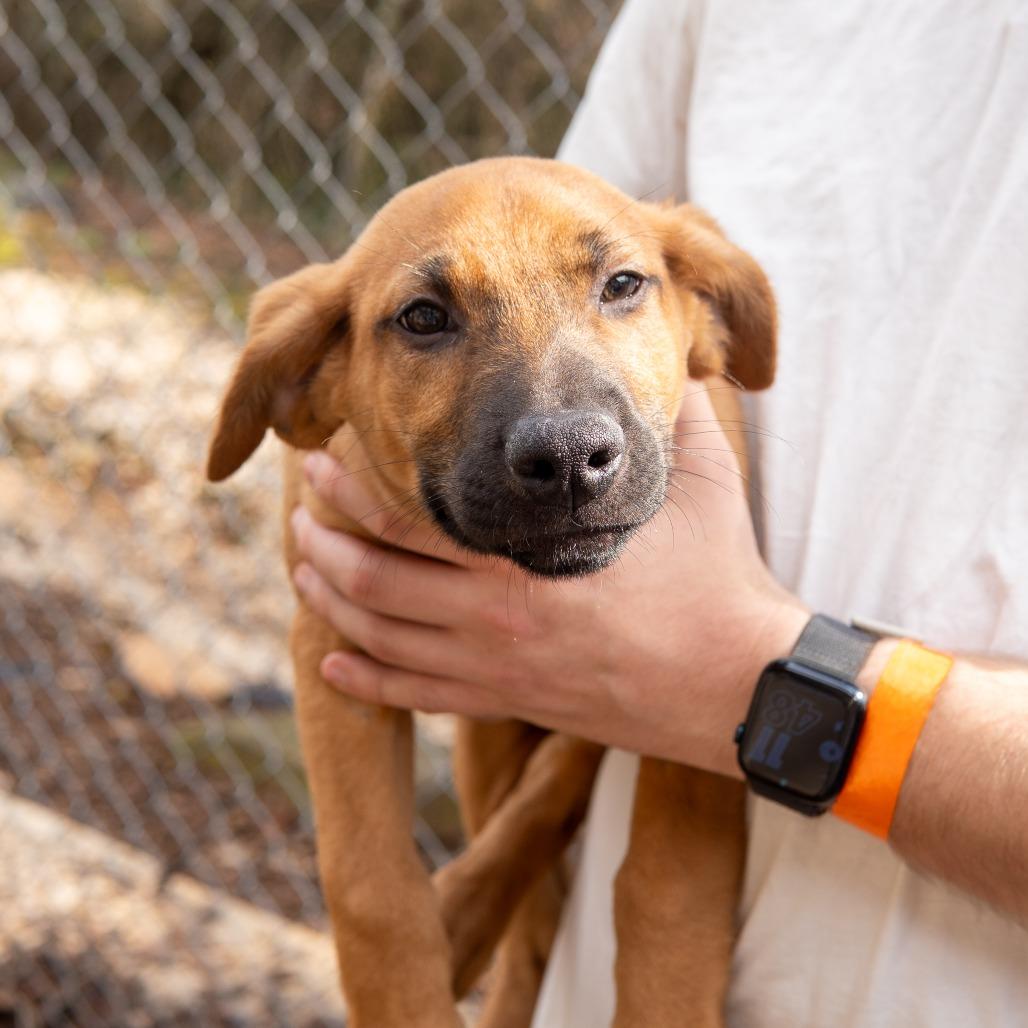 Donner, a Adoptable Mixed Breed in Gainesville, GA image 2/3
