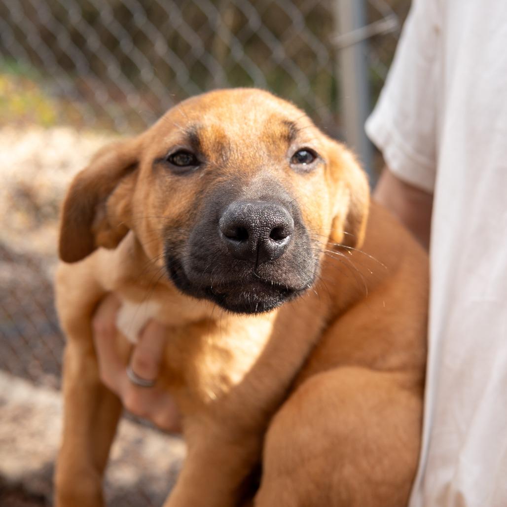 Donner, a Adoptable Mixed Breed in Gainesville, GA image 3/3