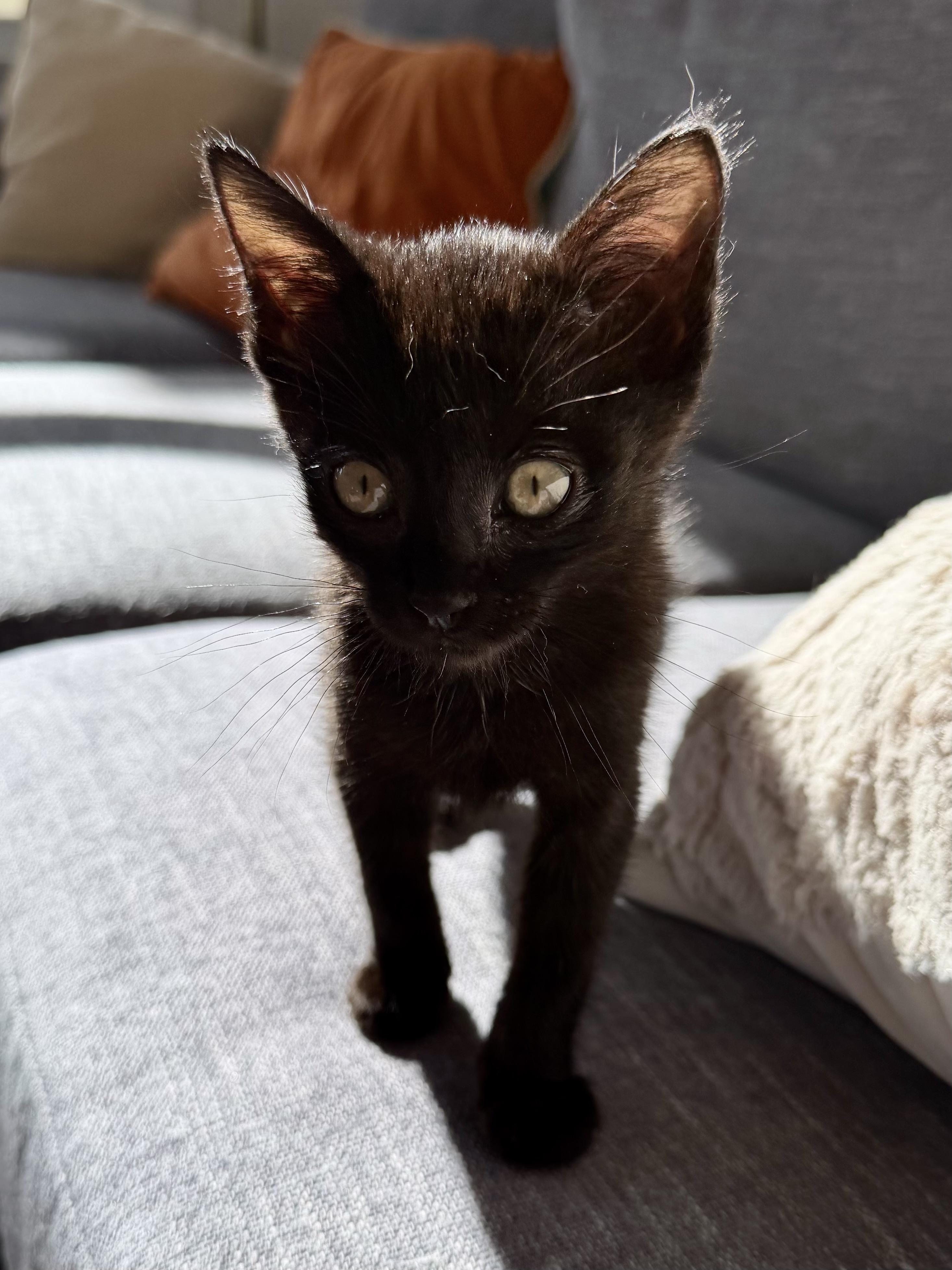 Crunchwrap Supreme, a Adopted Domestic Short Hair in San Francisco, CA image 1/6