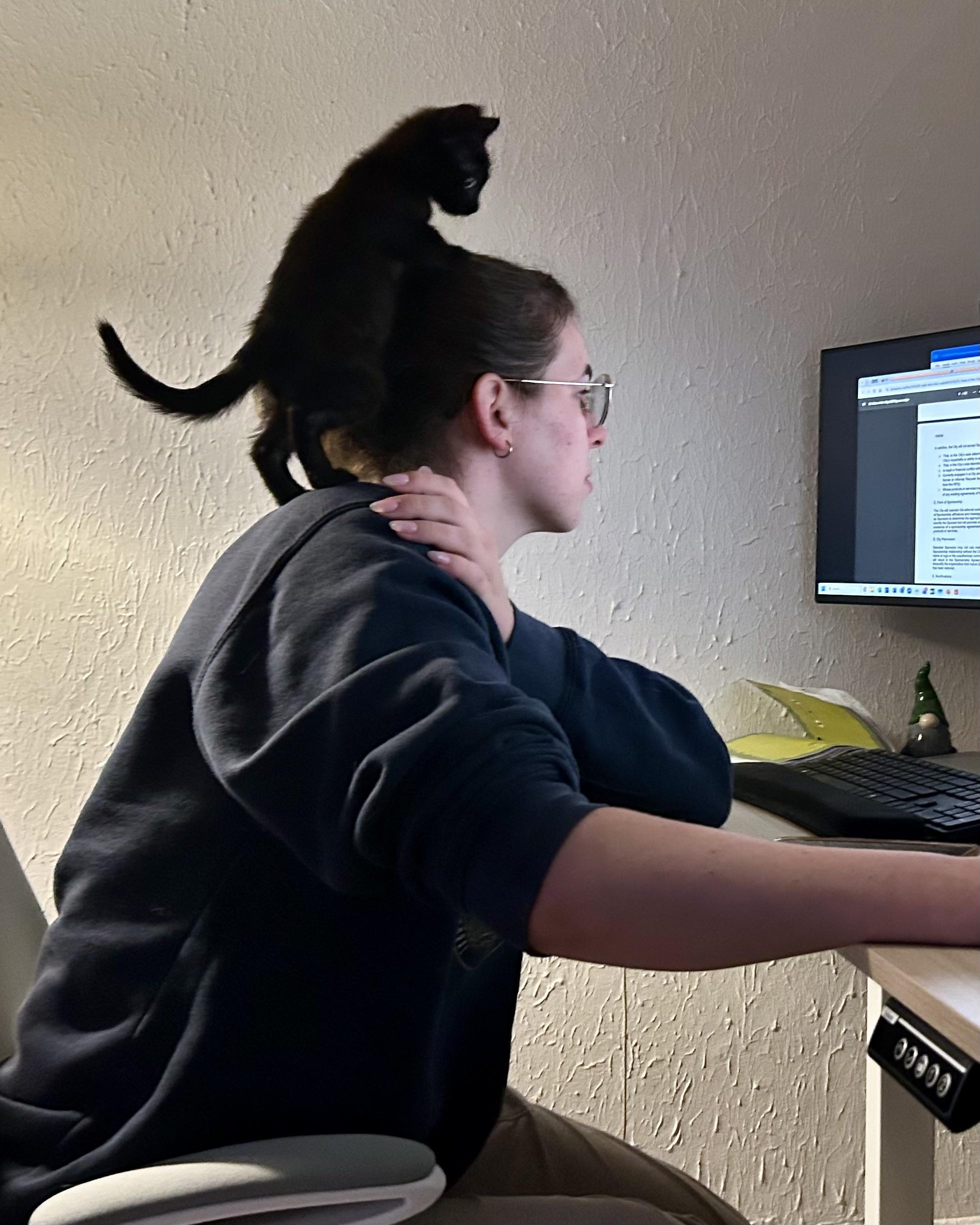Crunchwrap Supreme, a Adoptable Domestic Short Hair in San Francisco, CA image 1/5