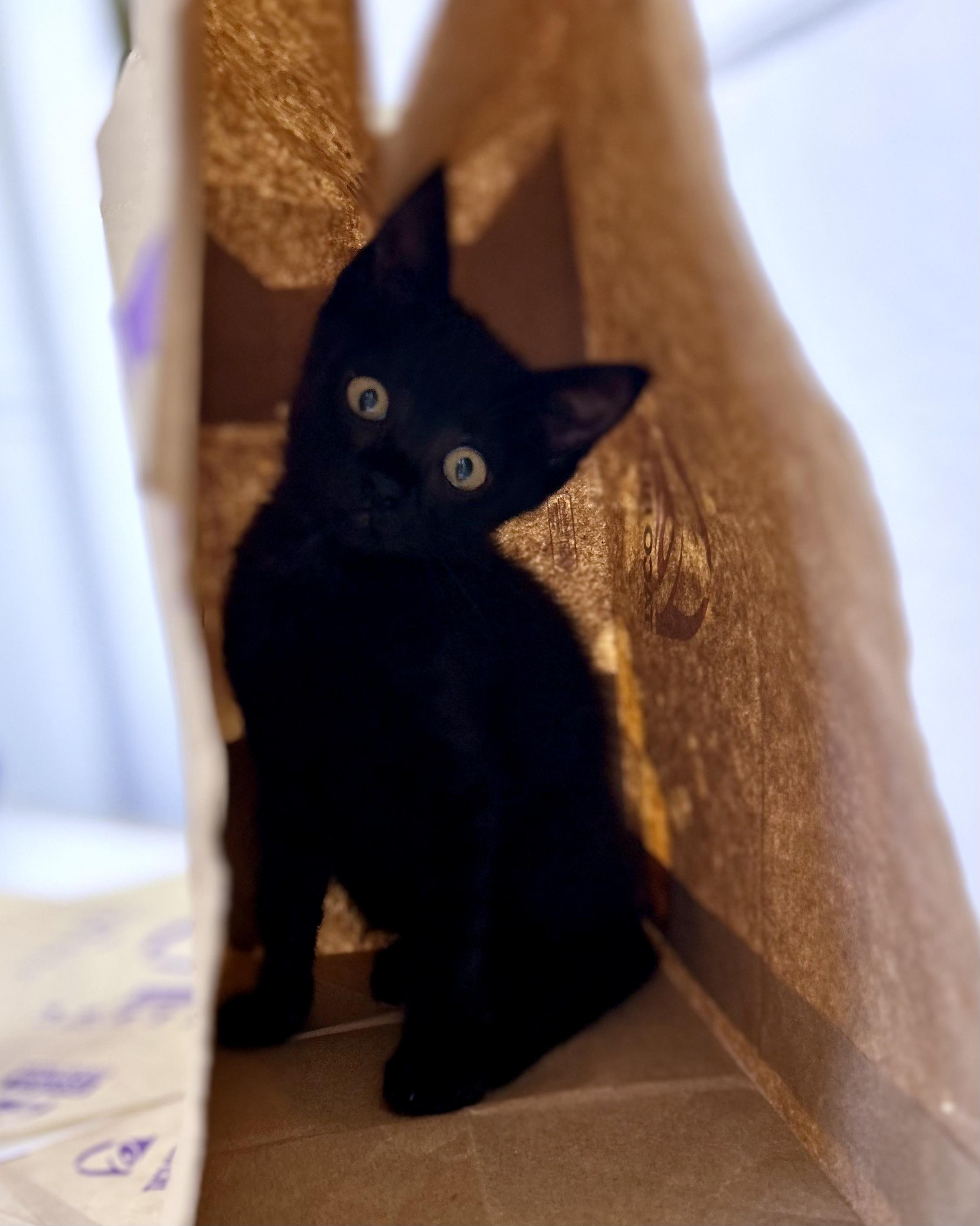 Crunchwrap Supreme, a Adoptable Domestic Short Hair in San Francisco, CA image 2/5