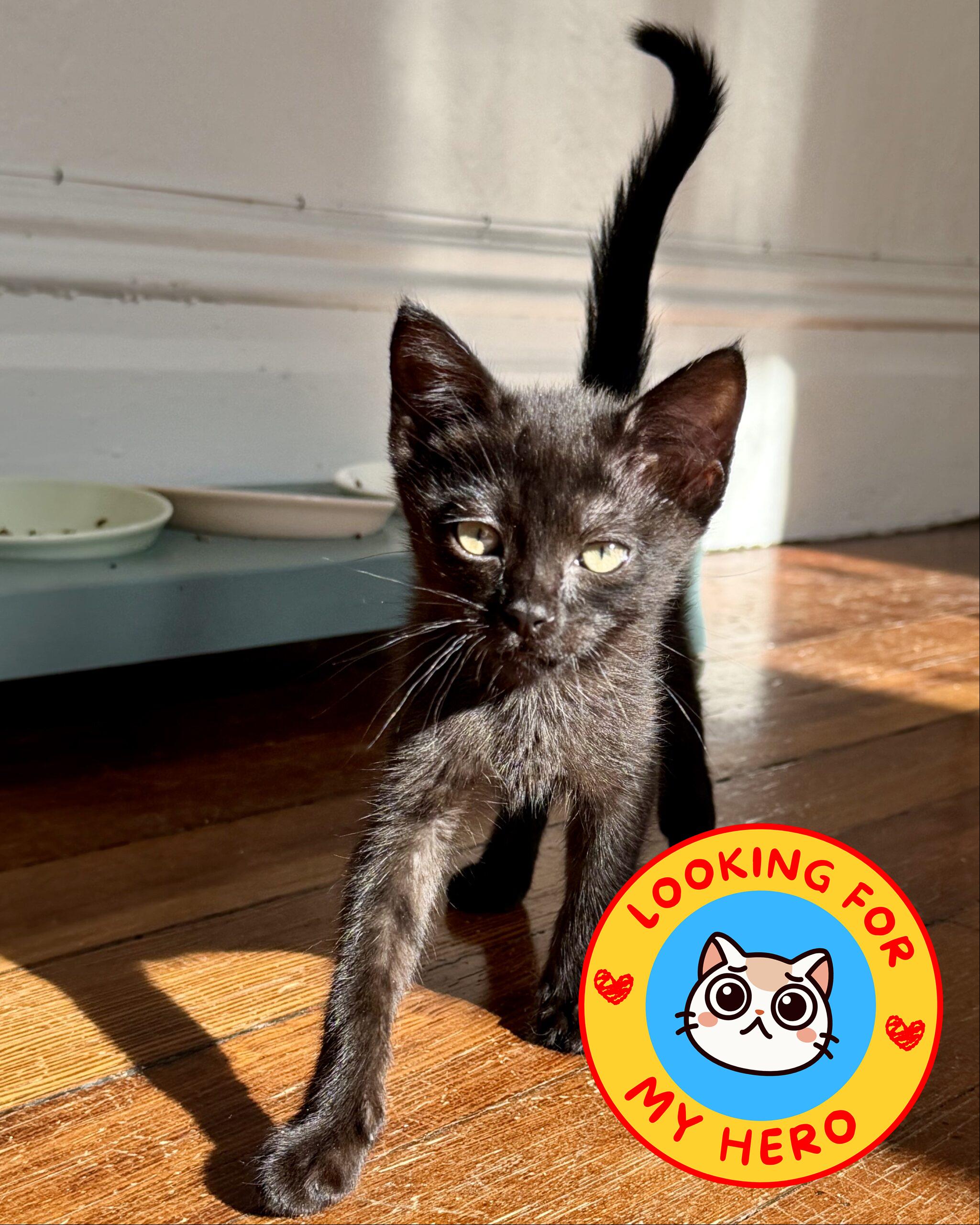 Crunchwrap Supreme, a Adopted Domestic Short Hair in San Francisco, CA image 3/6