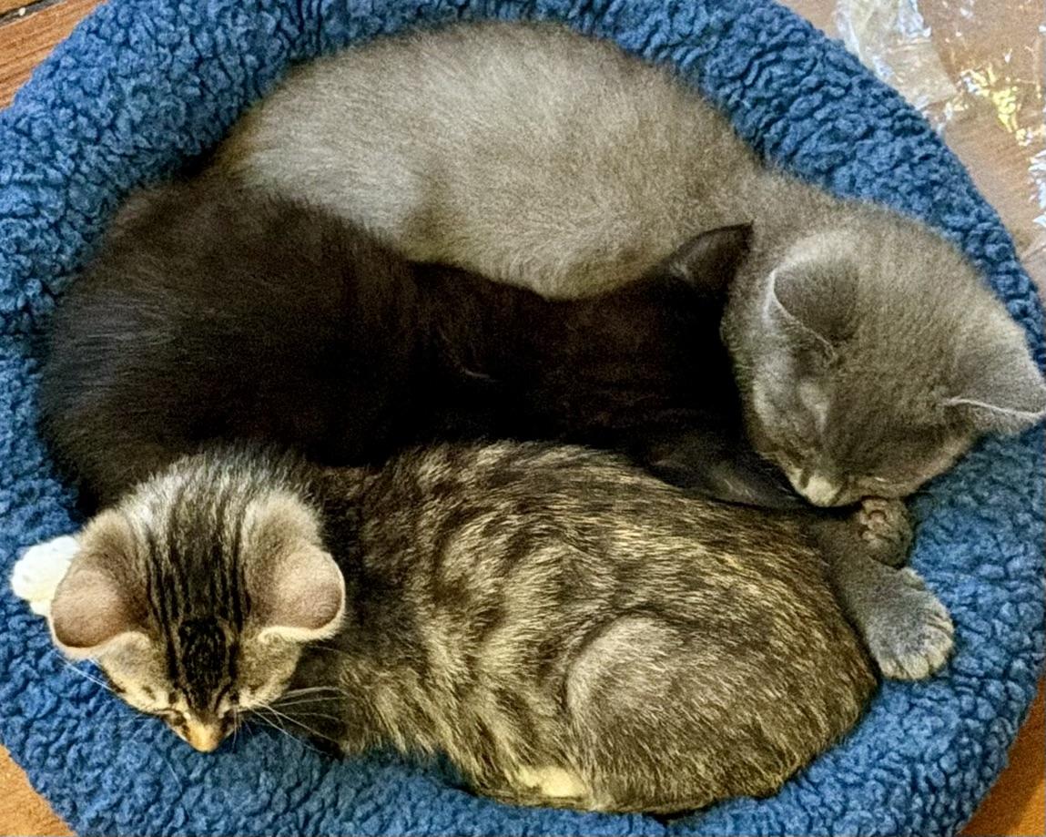Crunchwrap Supreme, a Adoptable Domestic Short Hair in San Francisco, CA image 3/5