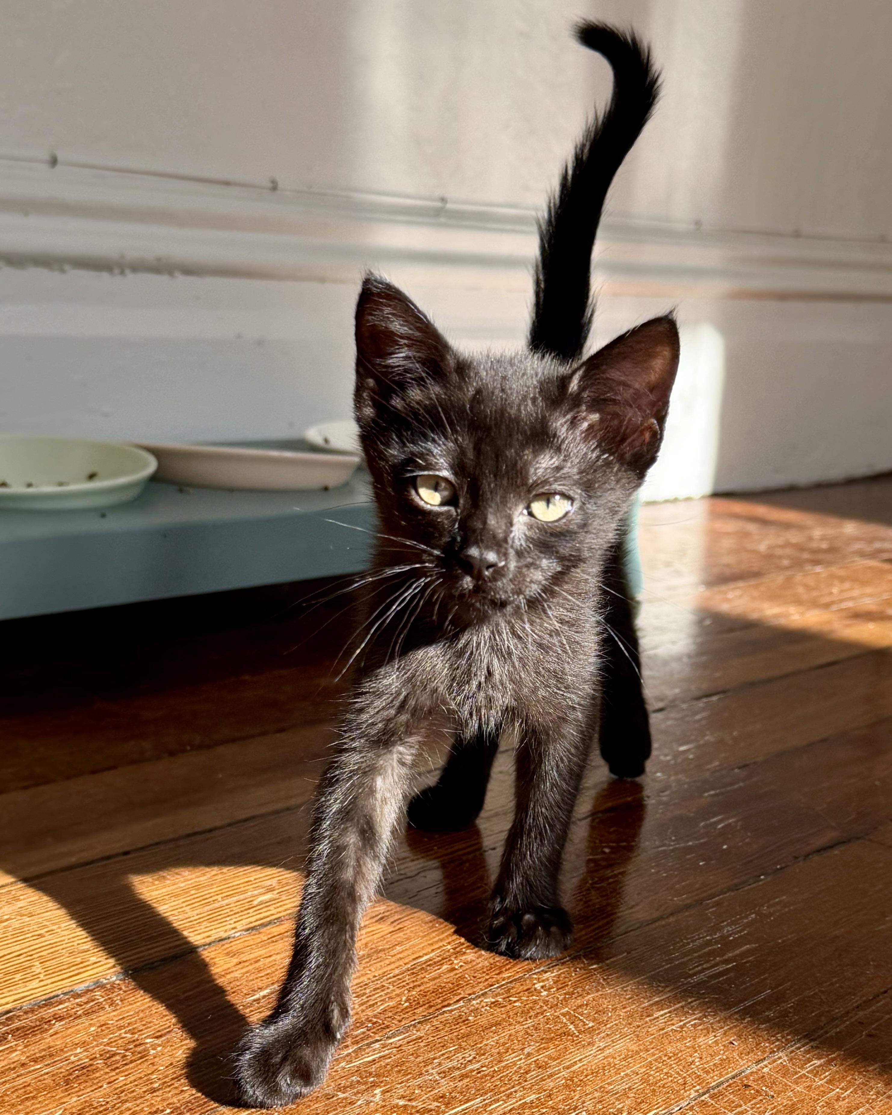 Crunchwrap Supreme, a Adoptable Domestic Short Hair in San Francisco, CA image 4/5